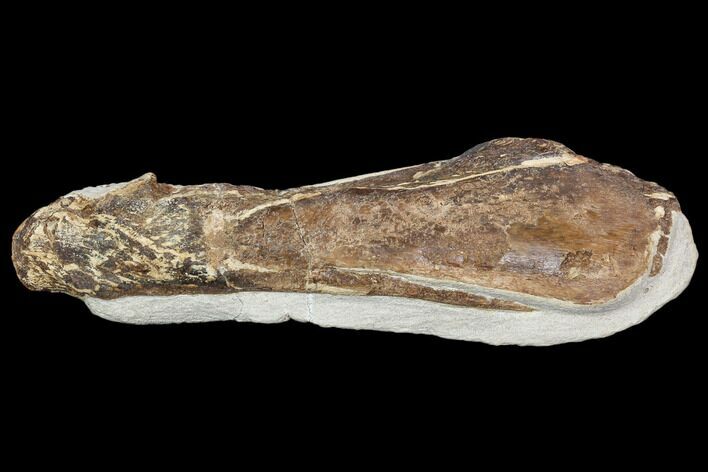 Fossil Mosasaur (Tethysaurus) Pelvis Section - Goulmima, Morocco #107179